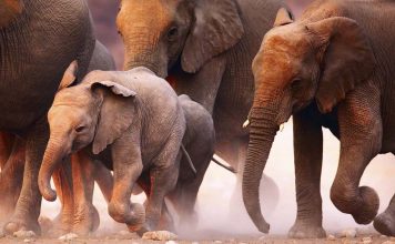 25 Big Differences Between River & Ocean Cruises